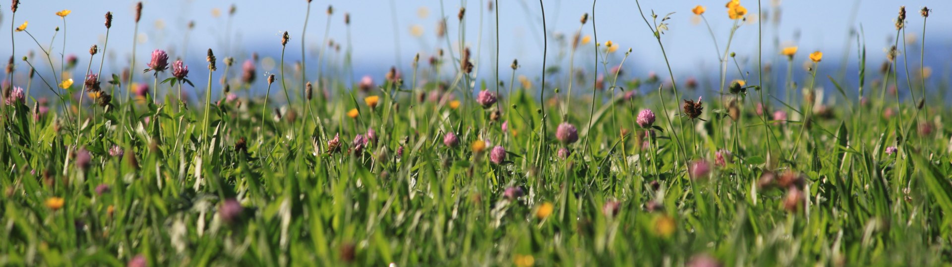 Kräuterwiese im Sommer, © Kräuter Erlebnis Region Tölzer Land Kräuterwiese im Sommer, © Kräuter Erlebnis Region Tölzer Land