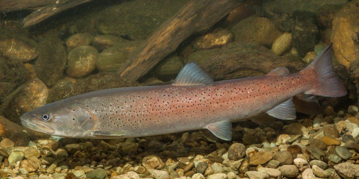 @Hart Huchen, © Hartl @Hart Huchen, © Hartl