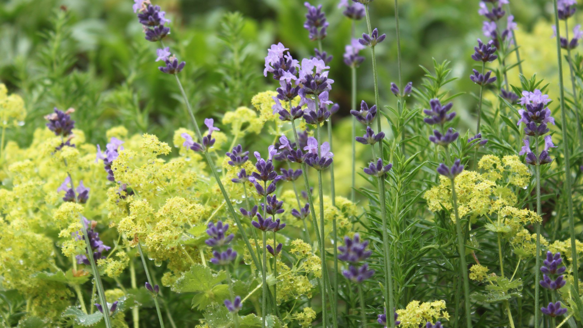 Lavendel und Frauenmantel, © Kräuter Erlebnis Region Tölzer Land
