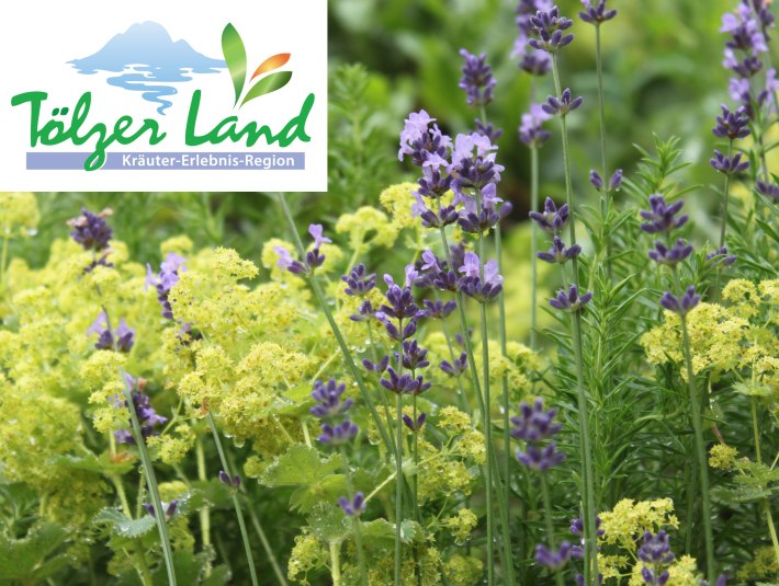 Kr&auml;uter + Logo, &copy; Kr&auml;uter Erlebnis Region T&ouml;lzer Land