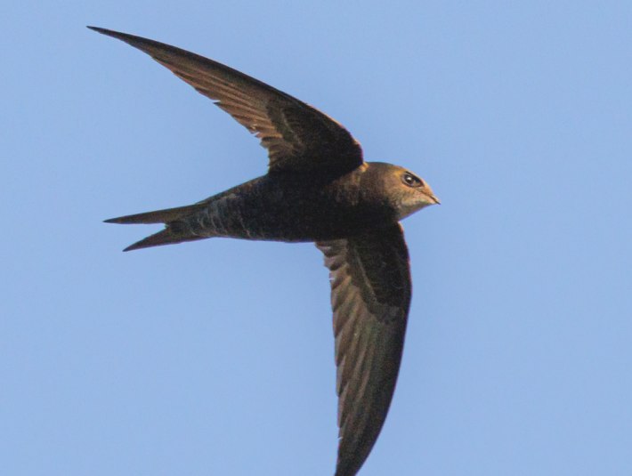 Mauersegler, &copy; Andreas Hartl