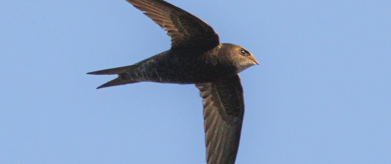 Mauersegler, &copy; Andreas Hartl