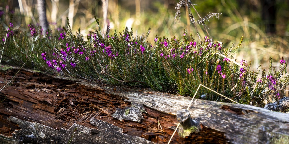 Fotoclub Geretsried G.Dengler Isar Auen Geretsried-2, &copy; Fotoclub Geretsried G. Dengler