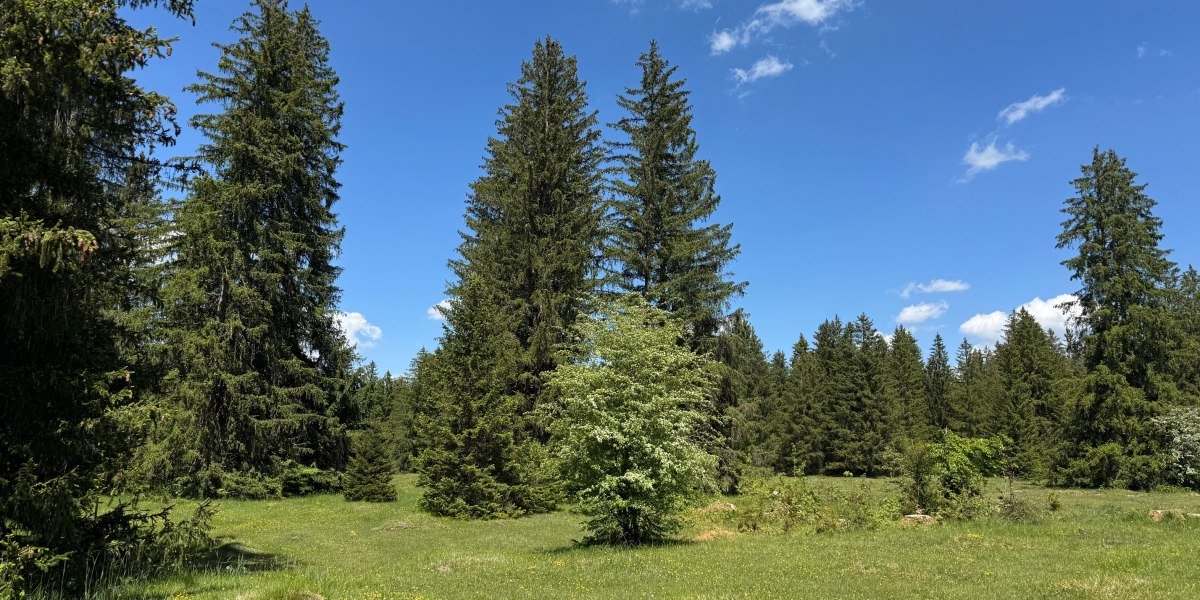 Wandern_K&ouml;nigsdorferAlm_Bibisee_Foto01_ Buckelwiesen_Stein_K&ouml;nigsdorfer Alm_&copy;StadtGeretsried, &copy; Stadt Geretsried