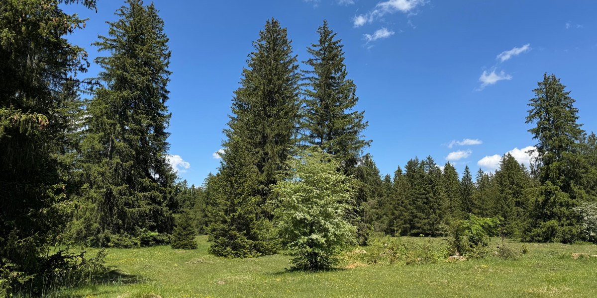 Wandern_K&ouml;nigsdorferAlm_Bibisee_Foto01_ Buckelwiesen_Stein_K&ouml;nigsdorfer Alm_&copy;StadtGeretsried, &copy; Stadt Geretsried