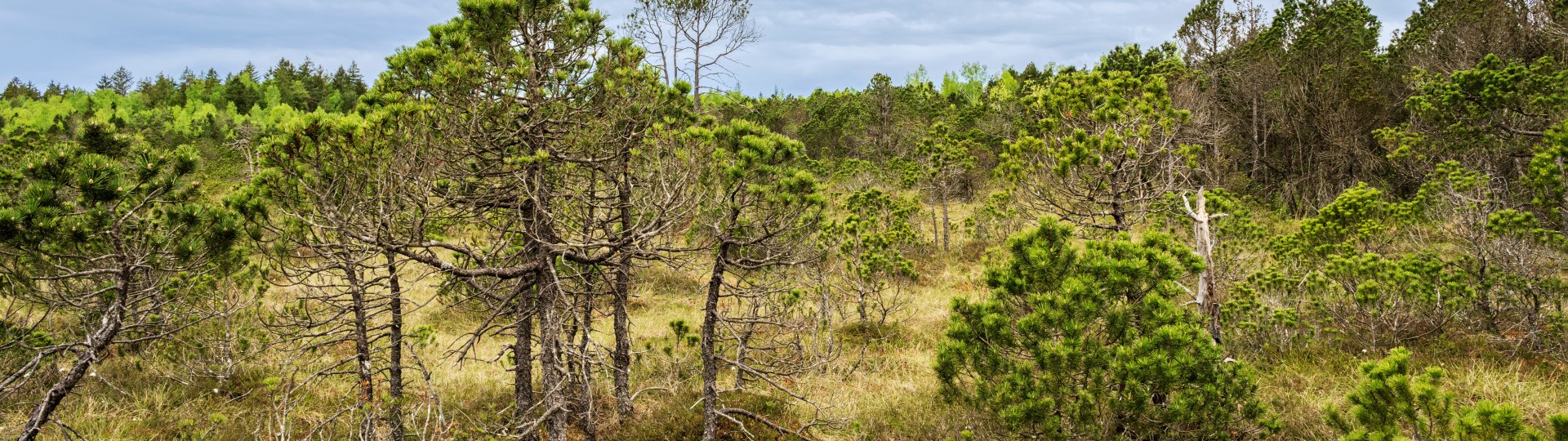 Moor, &copy; Stadt Geretsried