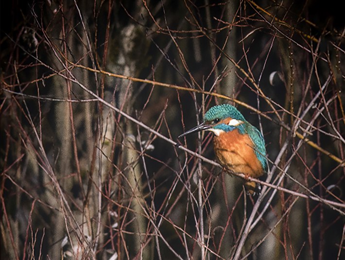 Eisvogel an der Isar, © Fotoclub Geretsried e.V. / Pia Mihailowisch