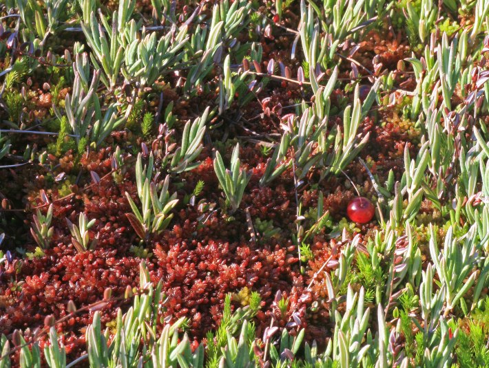 Rosmarinheide (Andromeda polifolia) und Moosbeere (Vaccinium oxycoccos) auf Torfmoos (Sphagnum sp.), &copy; Joachim Kaschek