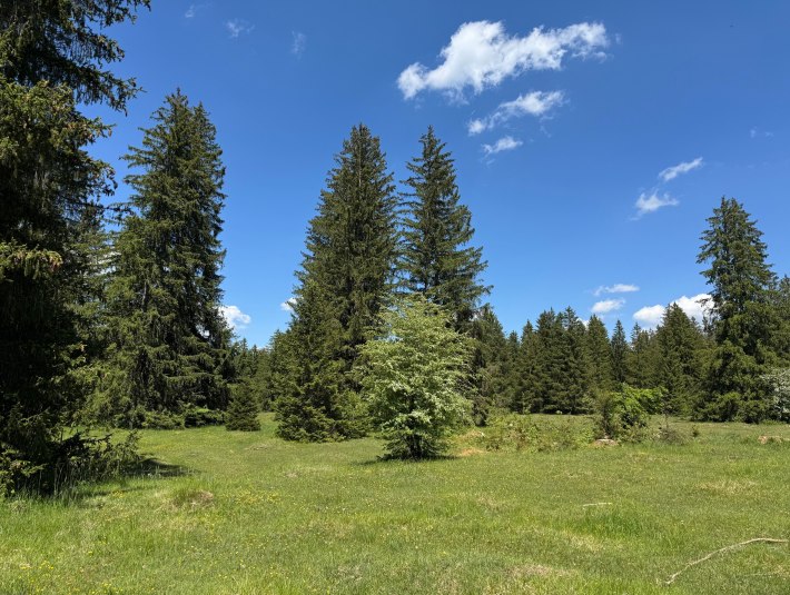 Wandern_KönigsdorferAlm_Bibisee_Foto01_ Buckelwiesen_Stein_Königsdorfer Alm_©StadtGeretsried, © Stadt Geretsried