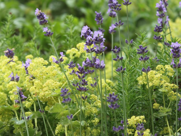 Lavendel und Frauenmantel, © Kräuter Erlebnis Region Tölzer Land