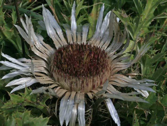 Silberdistel (Carlina acaulis), eine Charakterart extensiv beweideter Buckelfluren, &copy; Joachim Kaschek