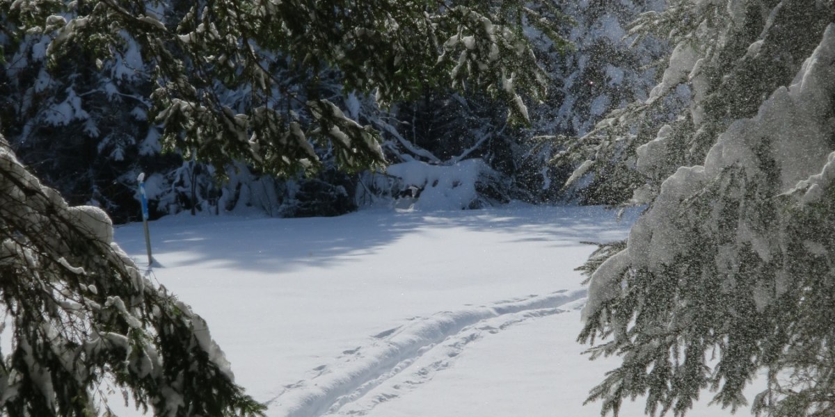 durch den Wald, &copy; T&ouml;lzer Land Tourismus