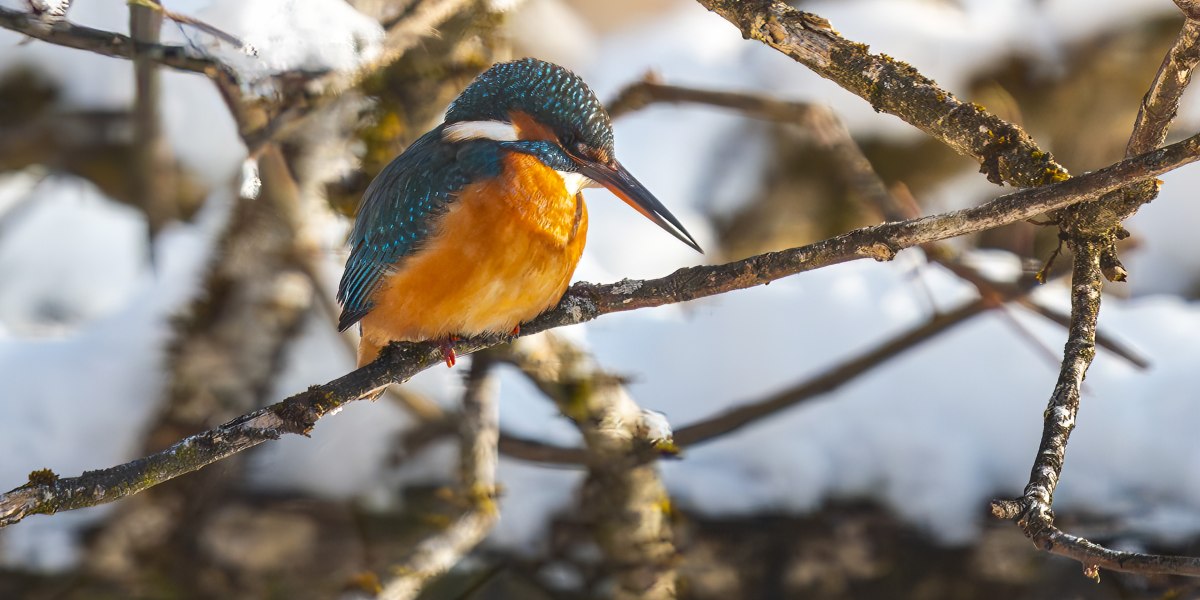 Fotoclub Geretsried G.Dengler Isarauen Geretsried 13, &copy; Fotoclub Geretsried G.Dengler