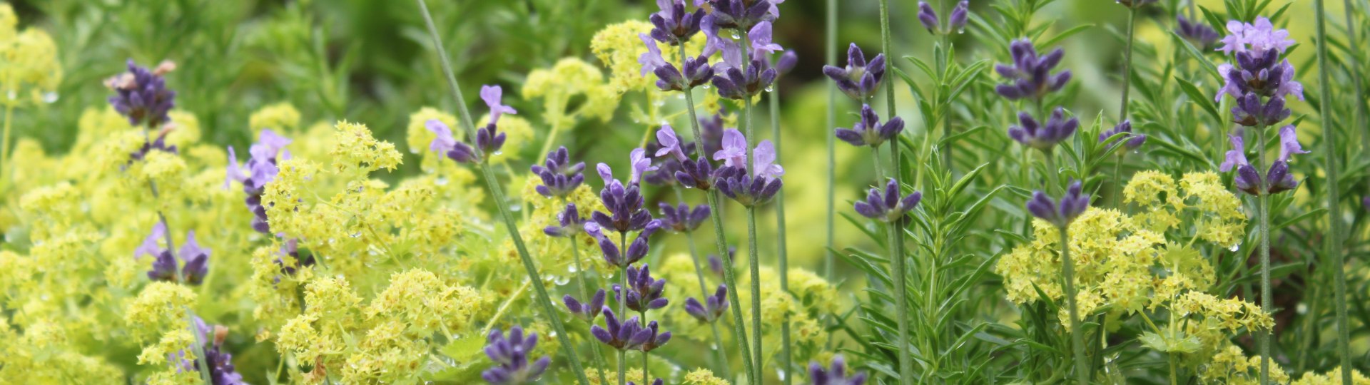 Lavendel und Frauenmantel, &copy; Kr&auml;uter Erlebnis Region T&ouml;lzer Land