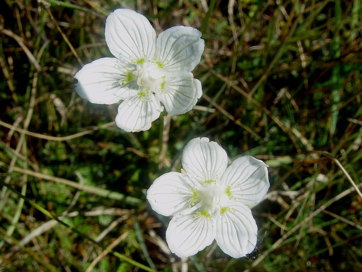 Sumpf-Herzblatt (Parnassia palustris), &copy; Joachim Kaschek